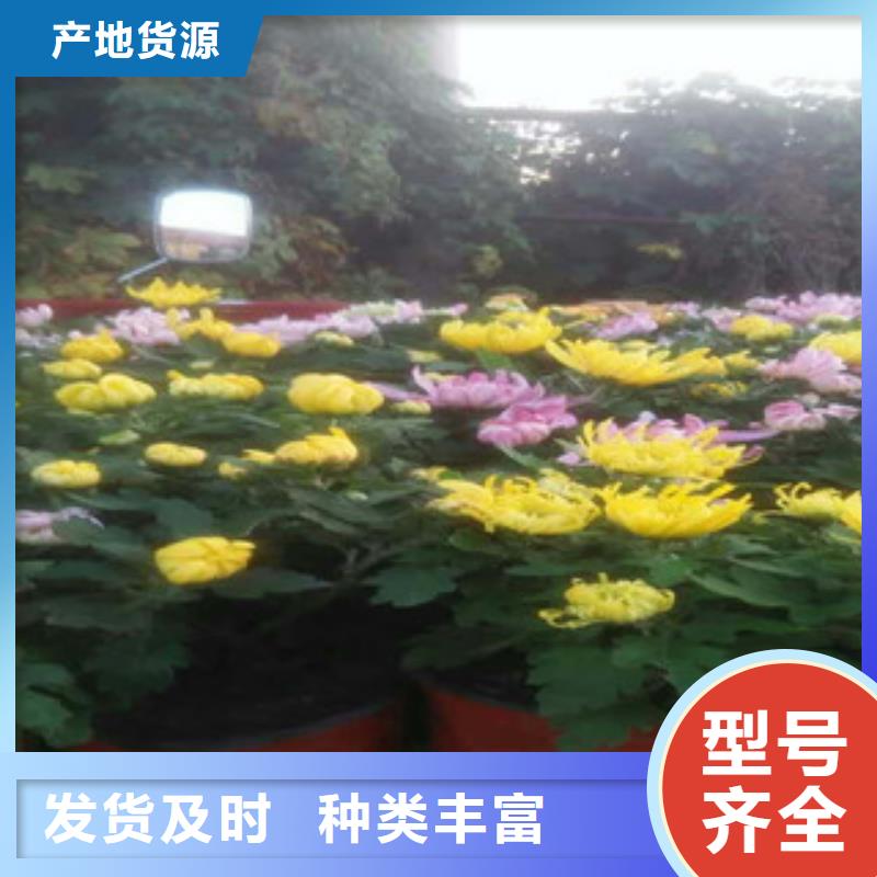 【时令草花】花海景观工程一站式服务