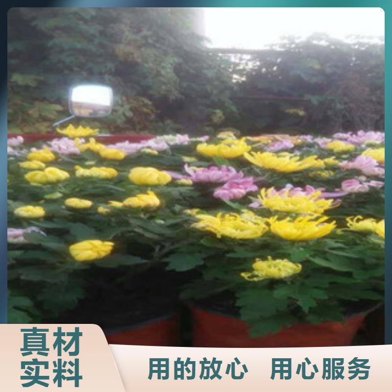 时令草花时令花卉/绿化草花价格厂家技术完善