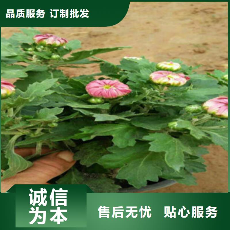 【时令草花】_花海景观工程当地货源