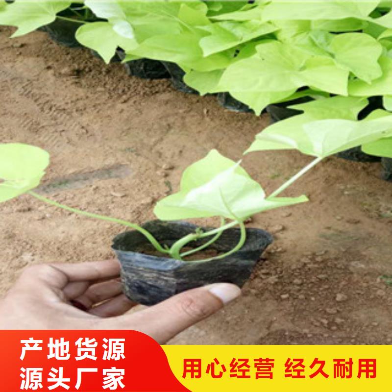 时令草花,【鲁冰花/粉黛乱子草】实体厂家支持定制