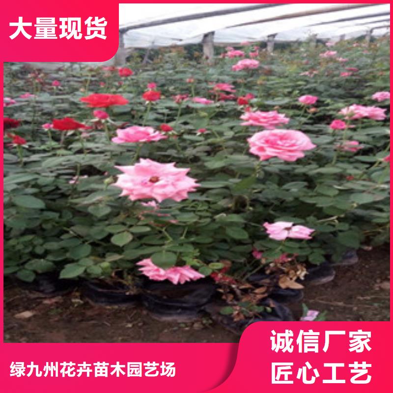 【时令草花_花海景观工程实拍展现】