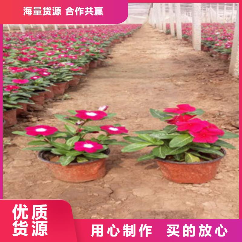 时令草花-鲁冰花/粉黛乱子草支持定制