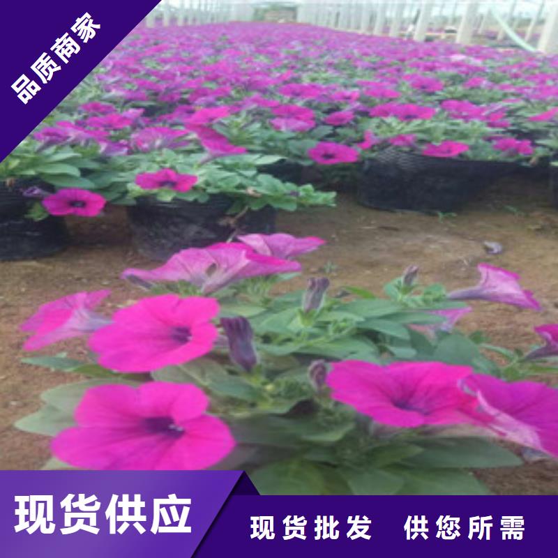 【时令草花】花海景观工程一站式服务