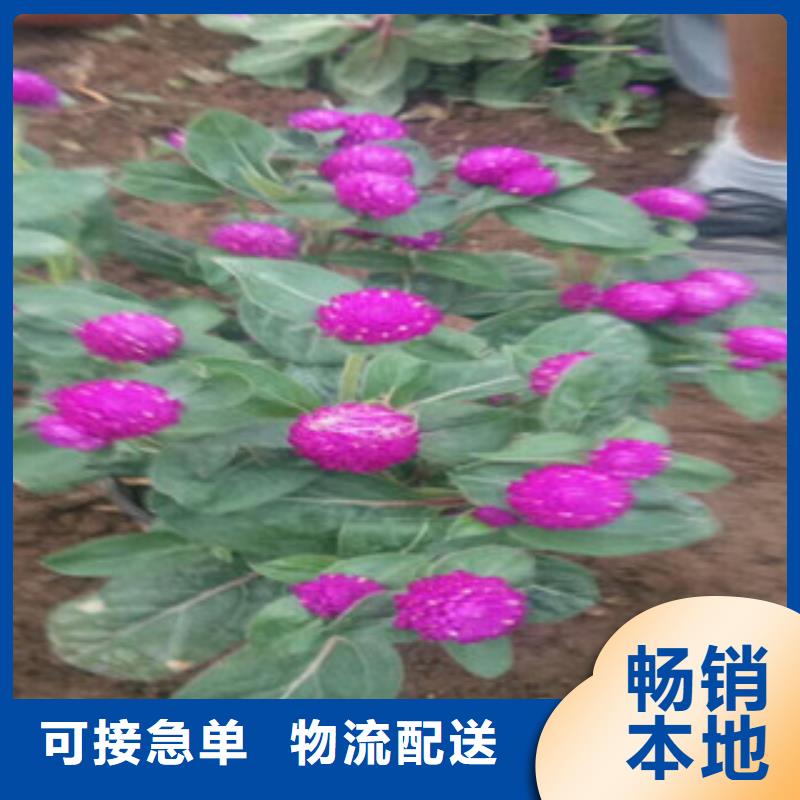 时令草花【五一国庆草花批发】库存量大