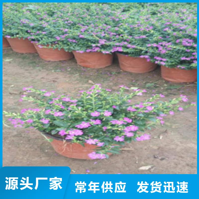 时令草花时令花卉/绿化草花价格销售的是诚信