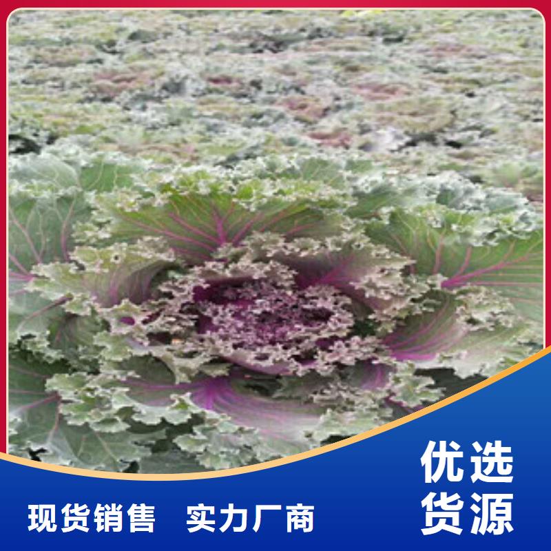 时令草花花海景观工程重信誉厂家