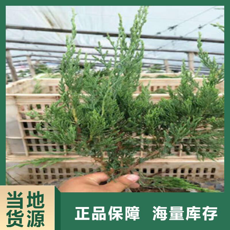 【时令草花】_花海景观工程当地货源