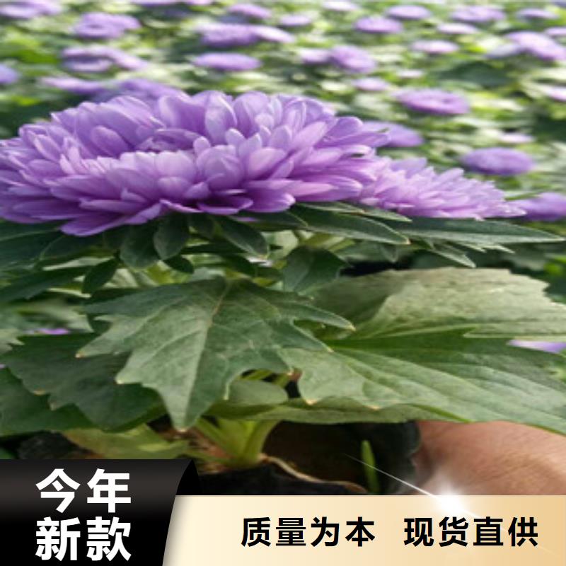 时令草花【耐寒耐旱草花基地】定制定做