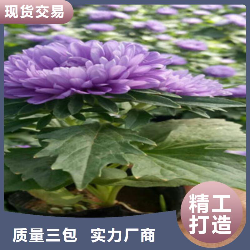 时令草花花海景观工程真实拍摄品质可靠