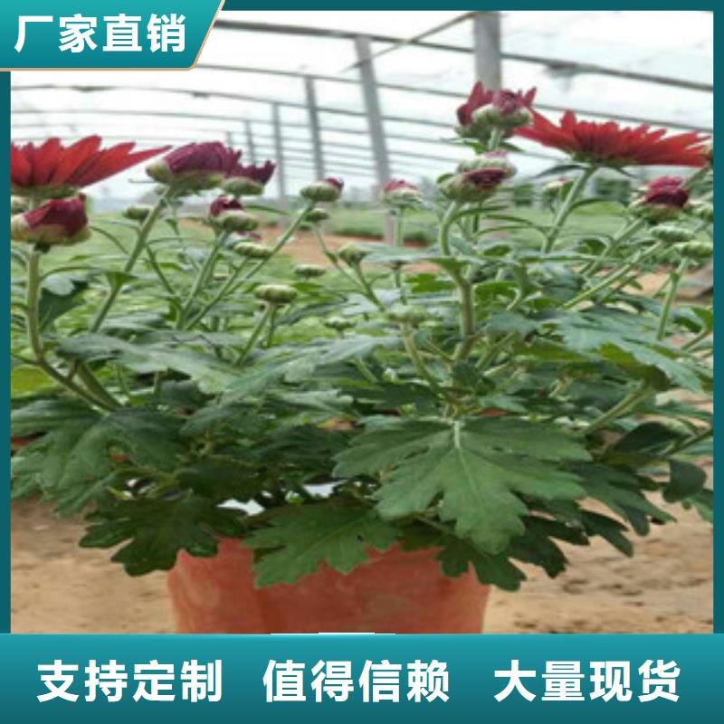 【时令草花鲁冰花/粉黛乱子草厂家规格全】