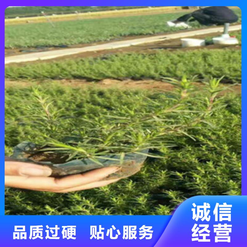 时令草花_时令花卉/绿化草花价格专业的生产厂家