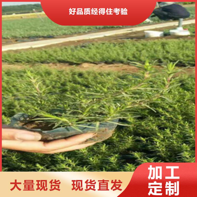 时令草花【耐寒耐旱草花基地】定制定做