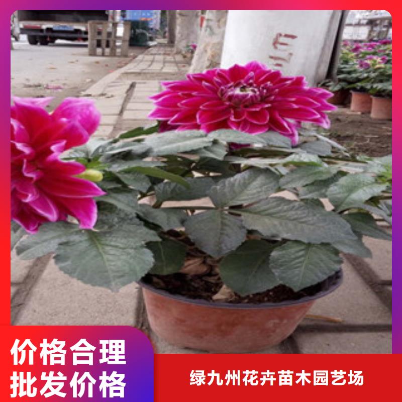 时令草花_时令花卉/绿化草花价格专业的生产厂家