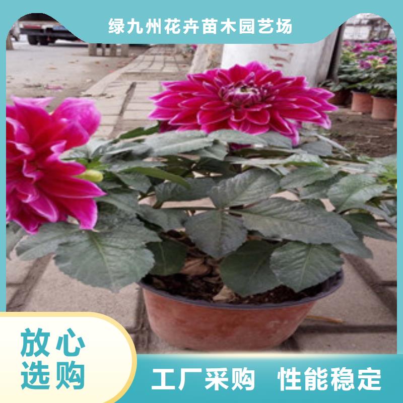 时令草花时令花卉/绿化草花价格销售的是诚信