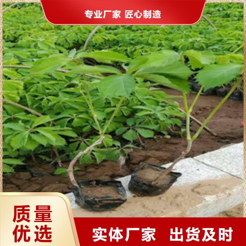 宿根花卉耐寒耐旱草花基地严谨工艺