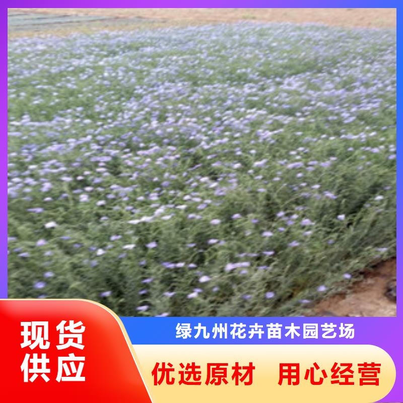 【 宿根花卉水生植物/荷花睡莲厂家直发】-绿九州花卉苗木园艺场(舟山市分公司)-云商赢企
