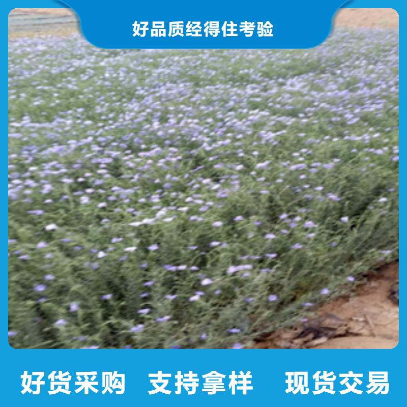 宿根花卉_柳叶马鞭草/薰衣草大厂生产品质