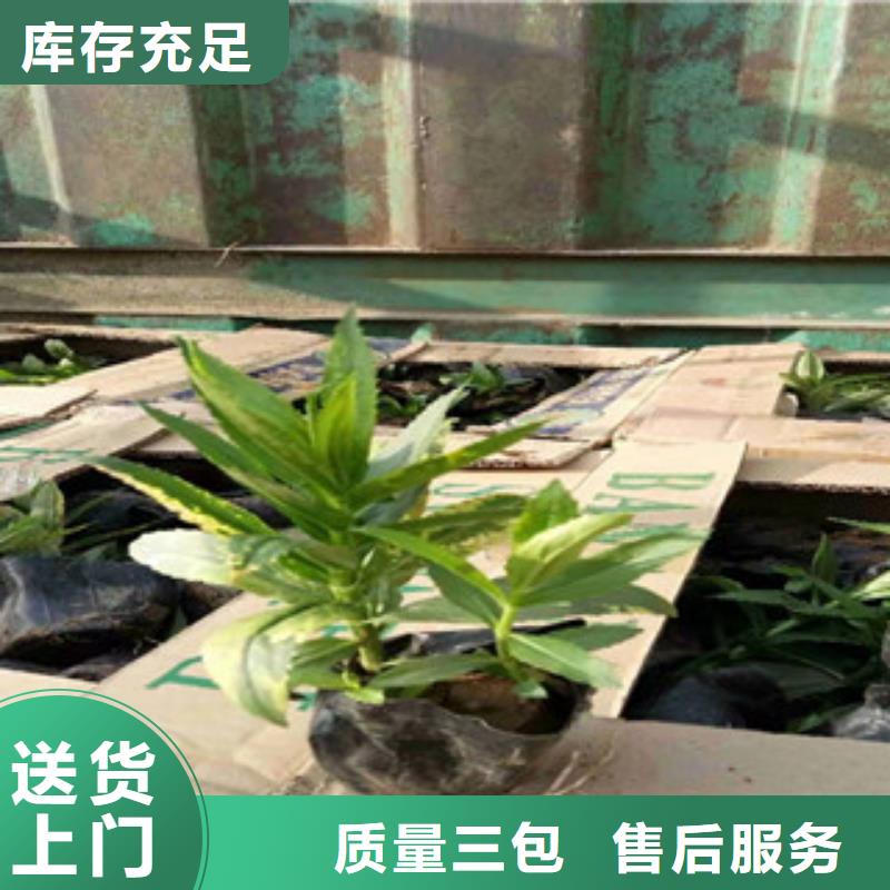 宿根花卉观赏草/蒲苇狼尾草产品细节