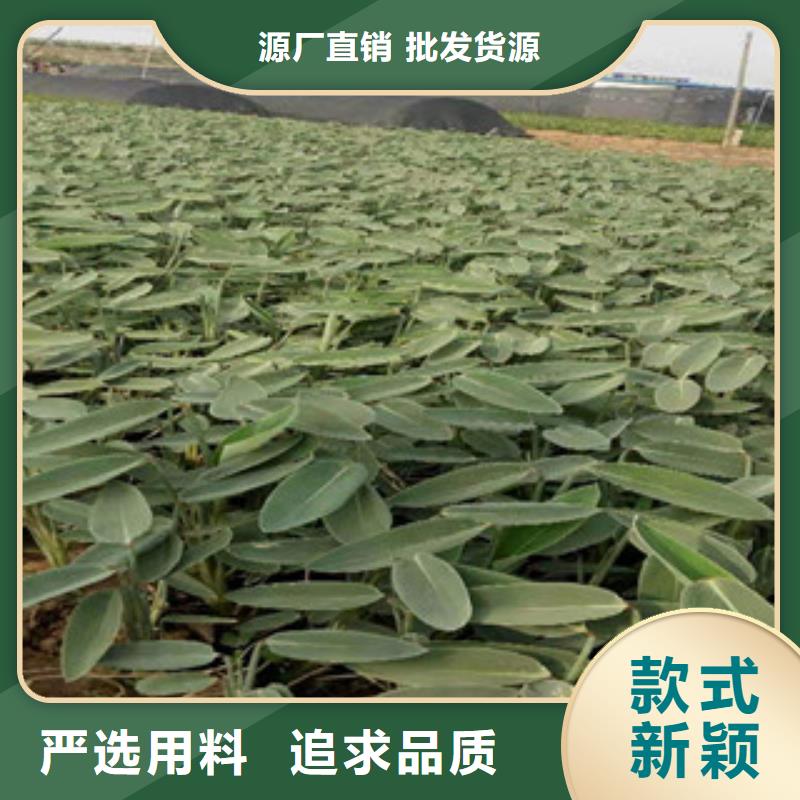 宿根花卉花海景观工程价格公道合理