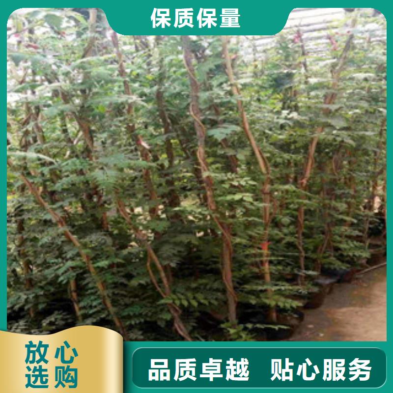 宿根花卉水生植物/荷花睡莲现货齐全售后无忧