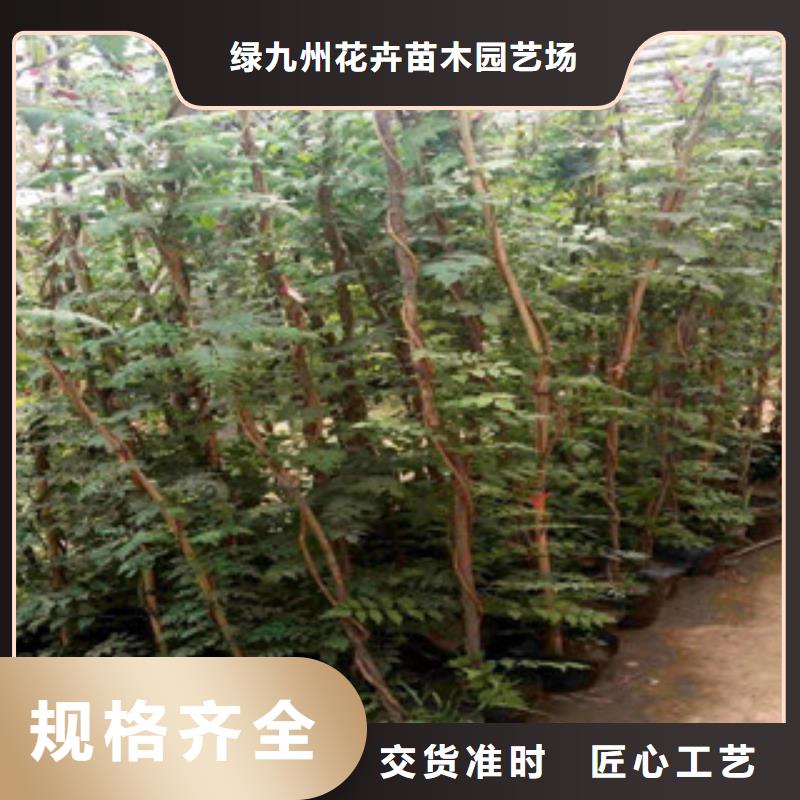 宿根花卉宿根花卉基地按需定制