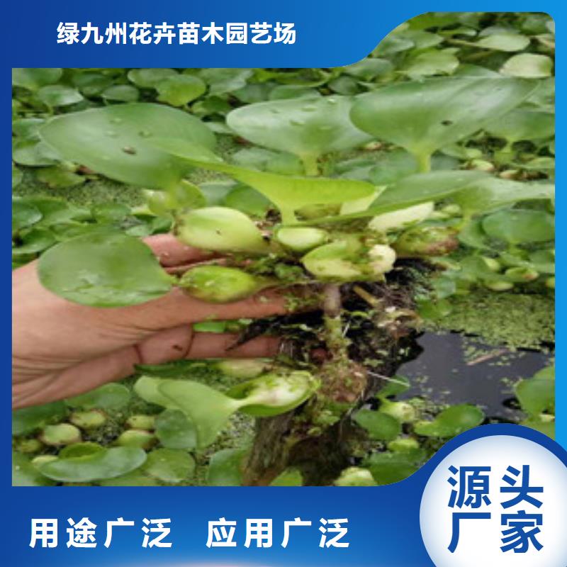宿根花卉宿根花卉基地现货充裕