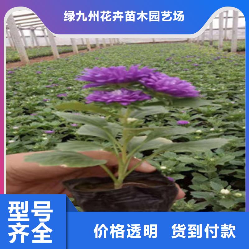 【宿根花卉】_时令花卉/绿化草花价格实体诚信经营