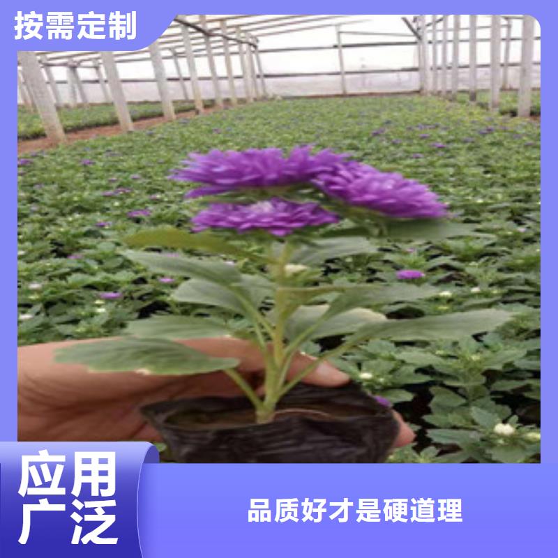 宿根花卉水生植物/荷花睡莲现货齐全售后无忧