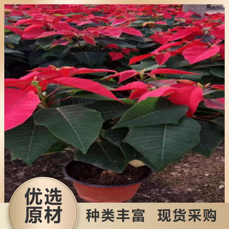 宿根花卉花海景观工程品质有保障