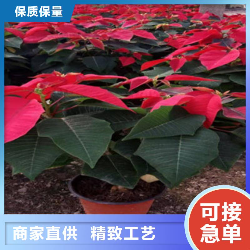 绿九州宿根花卉,【鲁冰花/粉黛乱子草】按需定制真材实料-云商赢企