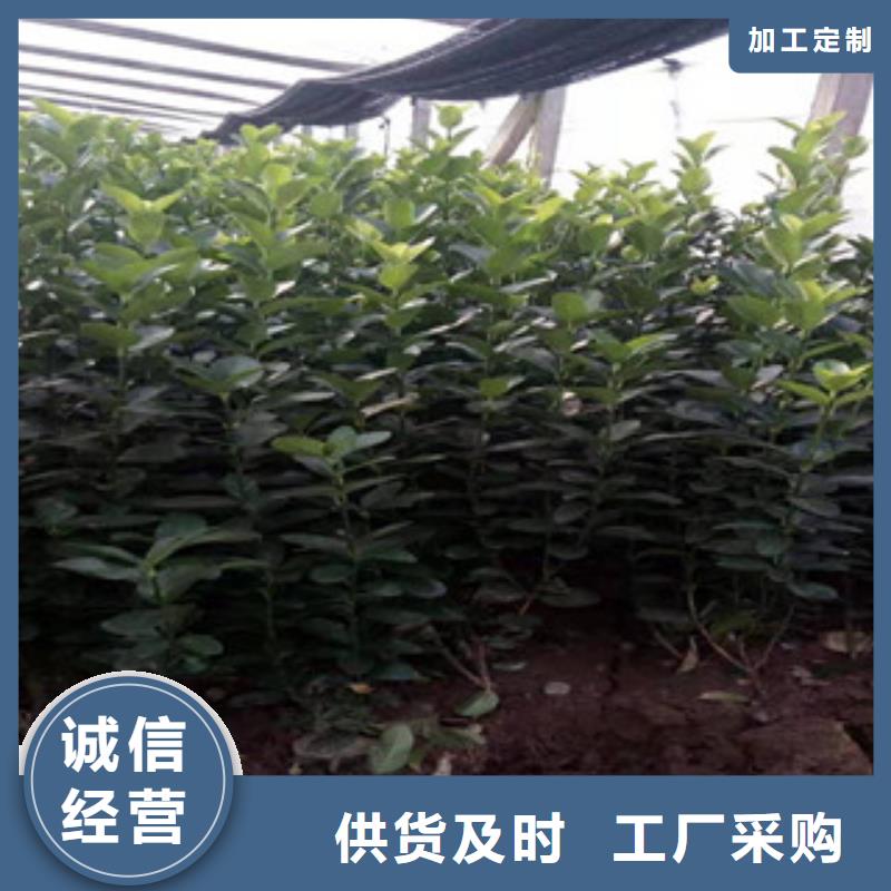 宿根花卉耐寒耐旱草花基地采购无忧
