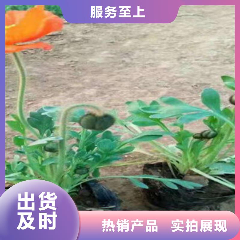 宿根花卉观赏草/蒲苇狼尾草产品细节