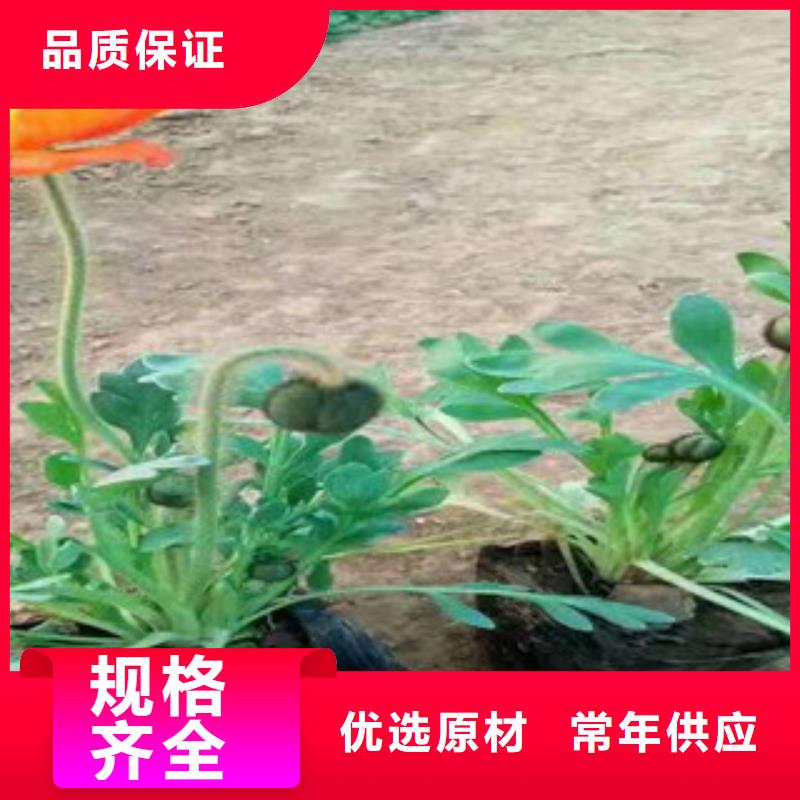 宿根花卉,耐寒耐旱草花基地优质工艺