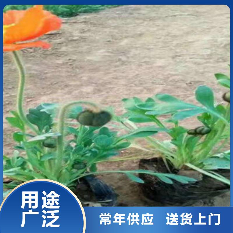 【宿根花卉】耐寒耐旱草花基地工厂自营