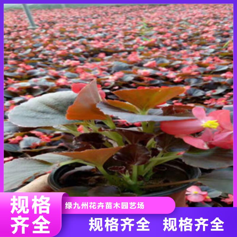宿根花卉宿根花卉基地质量为本