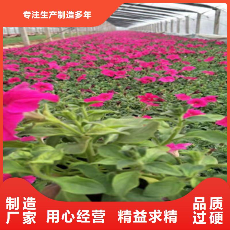 【宿根花卉】耐寒耐旱草花基地工厂自营