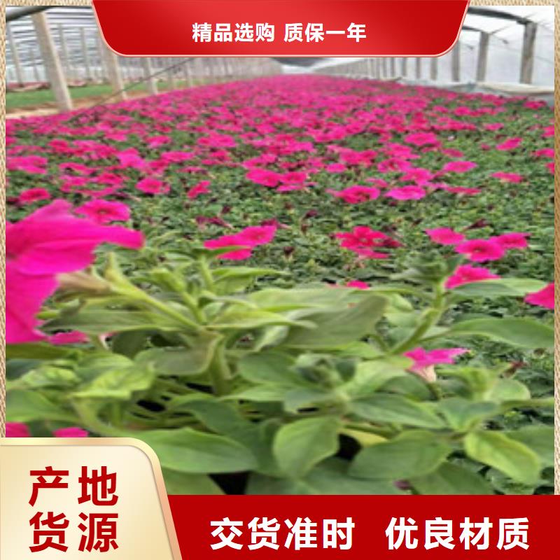 绿九州宿根花卉,【鲁冰花/粉黛乱子草】按需定制真材实料-云商赢企