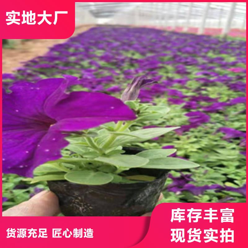 宿根花卉观赏草/蒲苇狼尾草产品细节