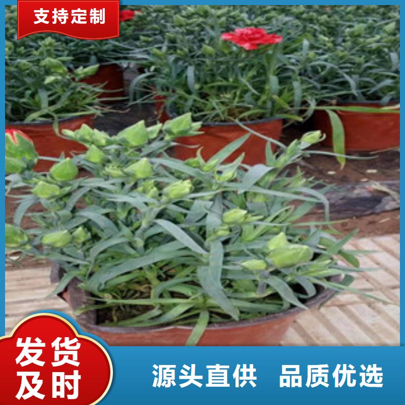 宿根花卉 【柳叶马鞭草/薰衣草 】0中间商差价由绿九州为您