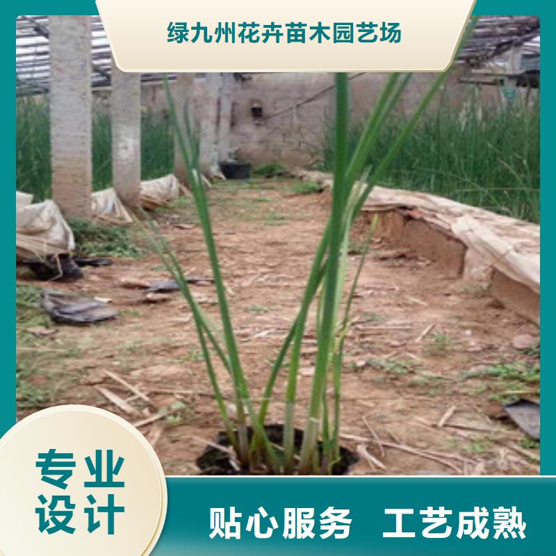宿根花卉水生植物/荷花睡莲诚信可靠