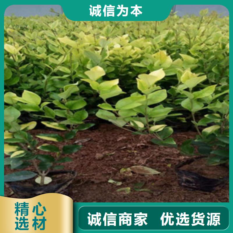 宿根花卉-花海景观工程用心服务