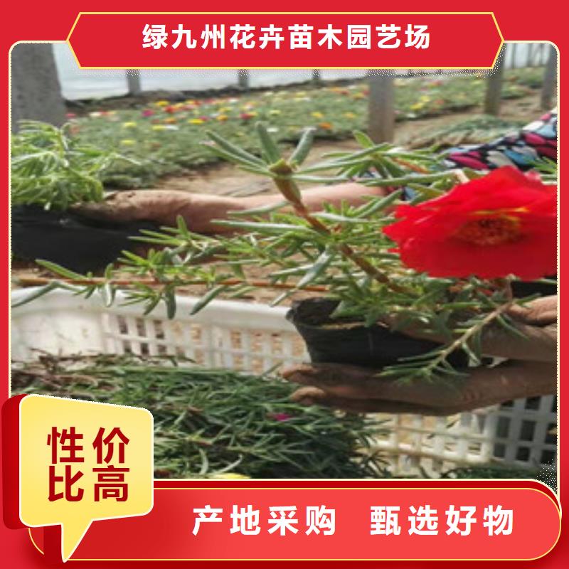 绿九州宿根花卉,【鲁冰花/粉黛乱子草】按需定制真材实料-云商赢企