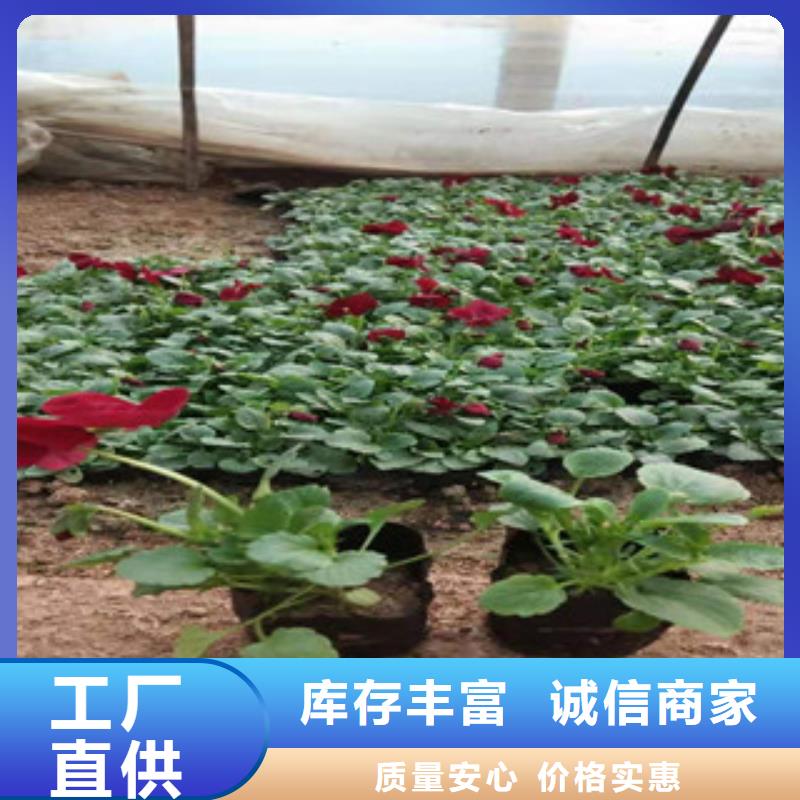 宿根花卉水生植物/荷花睡莲专注生产N年