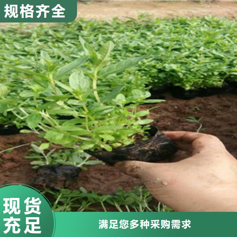 花海景观【鲁冰花/粉黛乱子草】专注细节使用放心