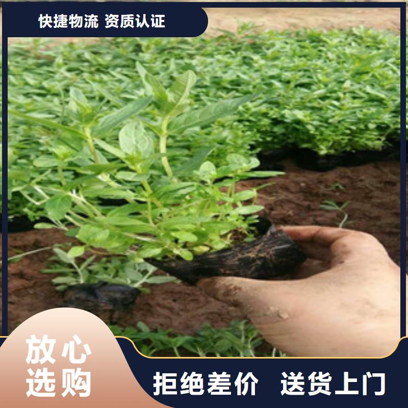 花海景观-水生植物/荷花睡莲买的放心