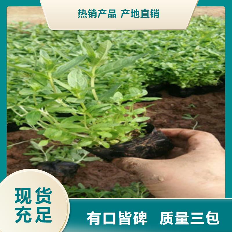 【花海景观】_柳叶马鞭草/薰衣草 实力才是硬道理|新沂|丰县|镇江|连云港|淮安|宿迁|南通39065.com