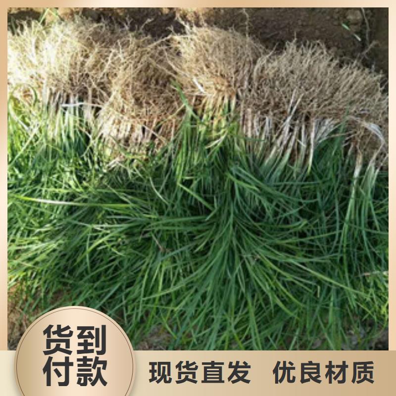 花海景观耐寒耐旱草花基地联系厂家