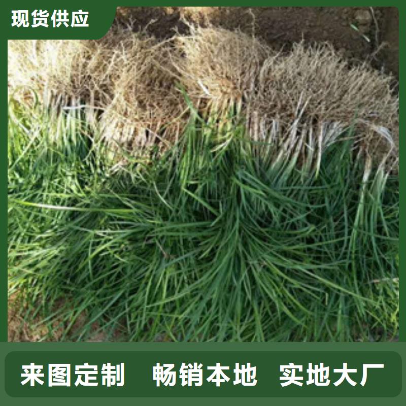 花海景观_宿根花卉基地现货供应