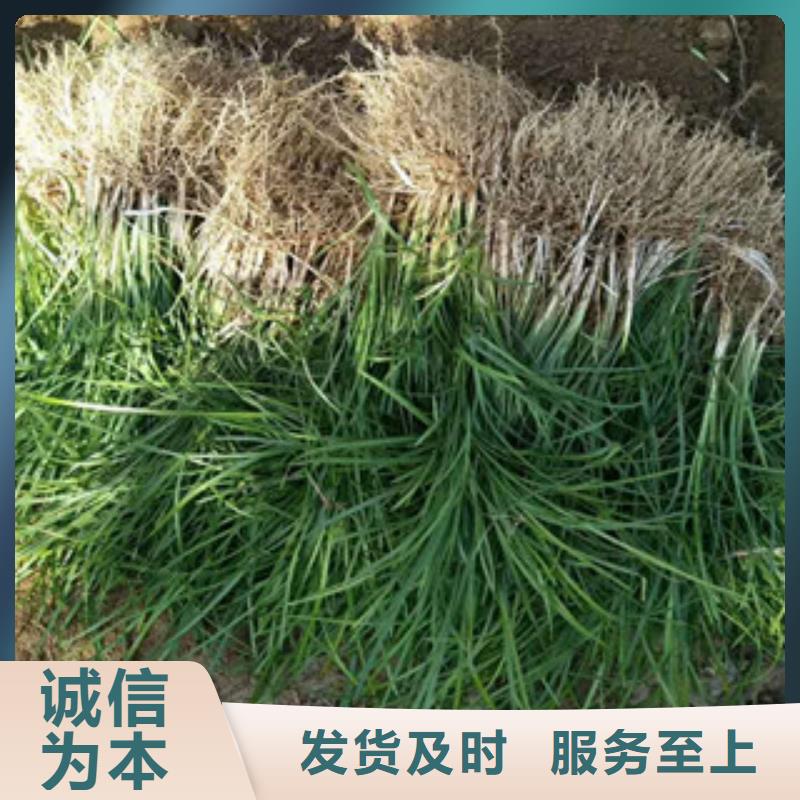 花海景观花海景观工程产品优势特点