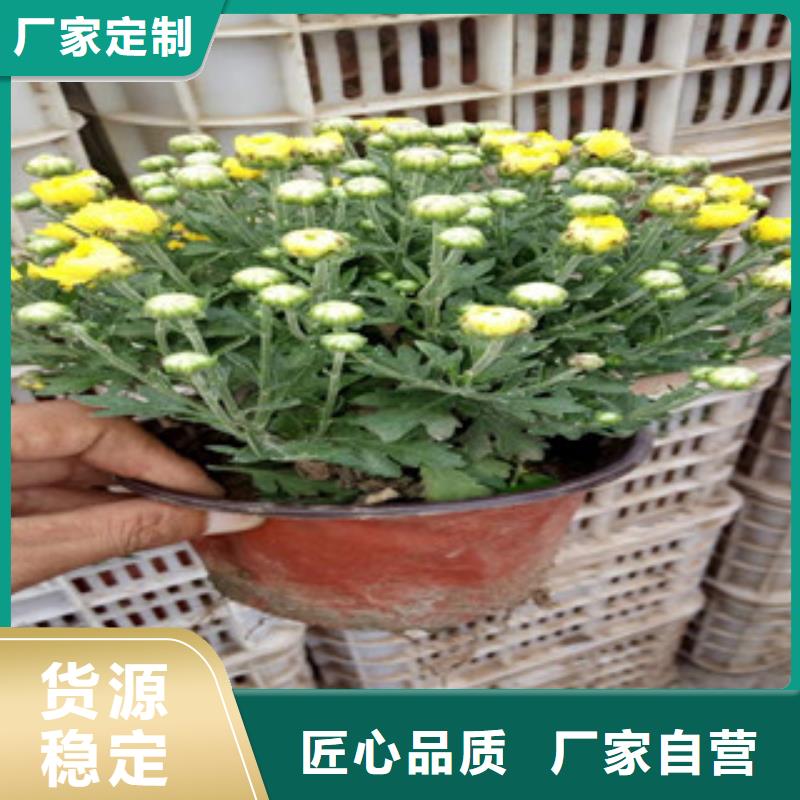 花海景观时令花卉/绿化草花价格产地货源